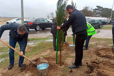 Qala qəsəbəsində ağacəkmə aksiyası keçirilib