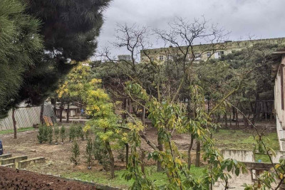 “Bina, yoxsa ağac?” - Bakıda ağacların məhvinə qarşı mitinq keçirilib