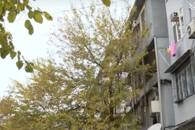 Yasamal: İzmir küçəsində ağaclar yaşayış binalarını zədələyir