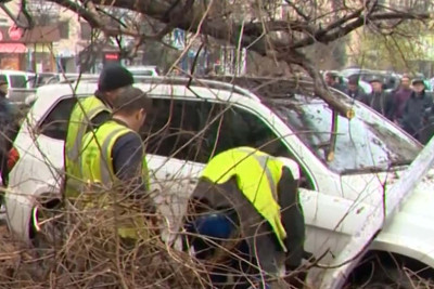 Bakıda bir gündə 9 ağac heç bir səbəb olmadan aşıb