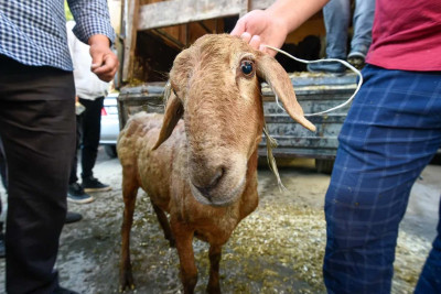 Bakının iki rayonunda heyvan kəsimi məntəqələri cərimələnib