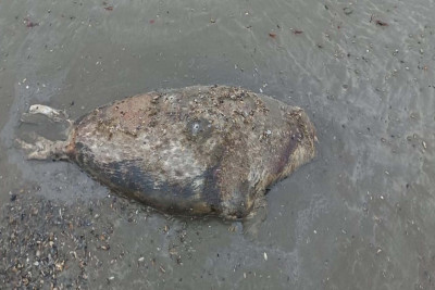 Suitilərin kütləvi ölüm halları davam edir