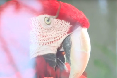 Bakı Zooparkı qış mövsümünə hazırlaşır