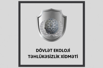 Xətai: Gəncə prospektində 15 ədəd şam ağacı qanunsuz kəsilib