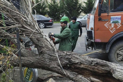 Bakıda güclü külək 15 ağacı aşırıb