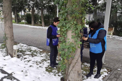 Bakıda ağacların qeydiyyatı və nömrələnməsi layihəsinin icrası davam edir