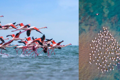 Abşeron Milli parkına ənənəvi olaraq flaminqolar gəlib