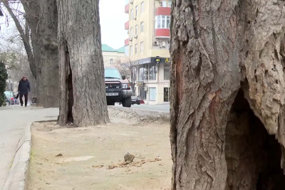 Yasamal rayonunda içindən çürümüş ağaclar piyadalara təhlükə saçır