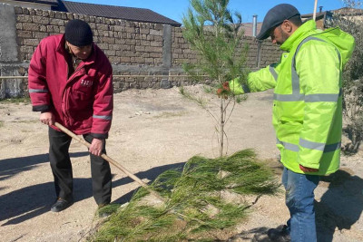 Xəzər rayonunda 100 Eldar şamı əkilib
