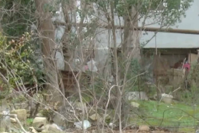 Gəncə prospektində yerləşən köhnə parkda ağaclar məhv olunur