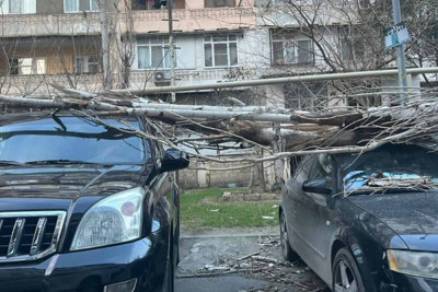 Bakıda güclü küləyin törətdiyi fəsadlar: ağac üç avtomobilə ziyan vurub