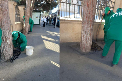 Bakıda ağacların gövdələri betondan təmizlənib