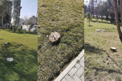 Gənclik parkında ağaclar niyə kəsilib?