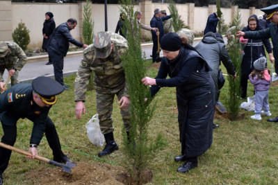 Şəhidlər xiyabanında yeni ağaclar əkilib