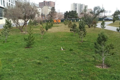 Xətai rayonunda 1000-dən artıq yeni ağac əkilib