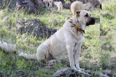 Bakıda nadir cinsli it oğurlanıb