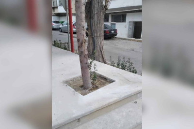 Bakıda ağacların betonlanan dibləri təmizlənib