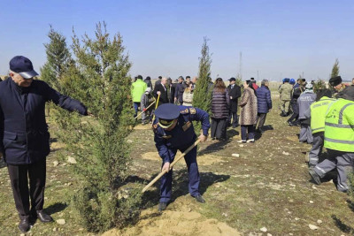 Suraxanı rayonunda ağacəkmə aksiyası baş tutub