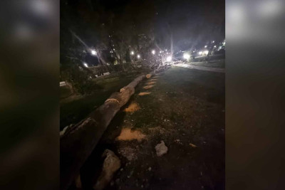 Zabitlər parkında çiçəklənən ağac kəsilib