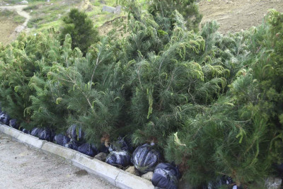 Xətai rayonunda 1000-dən çox ağac əkilib