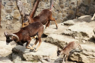 Bakı Zooloji Parkında daha bir bala dünyaya gəlib