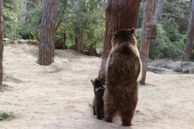 Bakı zooparkında artım: ayı balaları doğulub