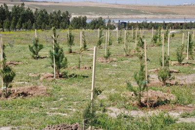 Bakıda ağacəkmə aksiyaları davam edir