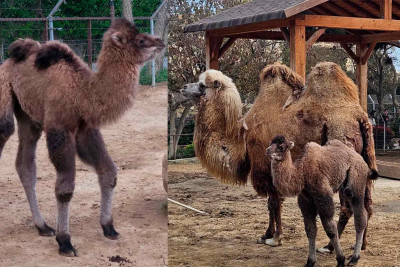 Zooloji parkda 2 hürgüclü dəvə dünyaya gəlib