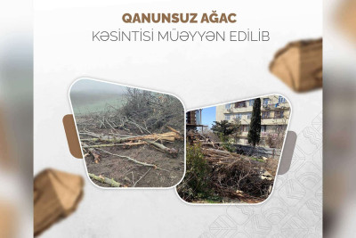 Bakıda iki rayon ərazisində ağaclar kəsilib