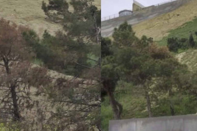 Bayılda sürüşmə zonasında əkilən ağacların quruması ilə bağlı açıqlama verilib