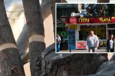 Ağacın yerləşdiyi ərazidə restoran tikilir