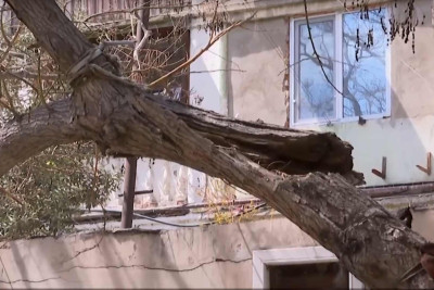 Bakıda qurumuş ağaclar təhlükə saçsa da, sakinlər onları kəsməkdən qorxurlar: cərimələr tətbiq olunur