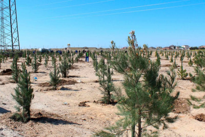 Bakıda növbəti ağacəkmə aksiyası keçirilib