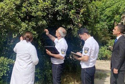 Mərkəzi Nəbatat bağında ağaclar yoxlanılır