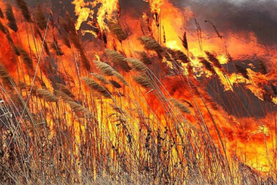 Zığ şosesində qamışlıq ərazidəki yanğın söndürülüb - YENİLƏNİB