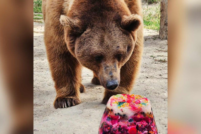 Bakı zooparkında ayının doğum günü qeyd olunub