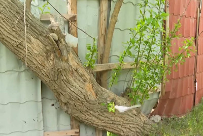 Xətai rayonunda onlarla ağac tikinti üçün kəsilib