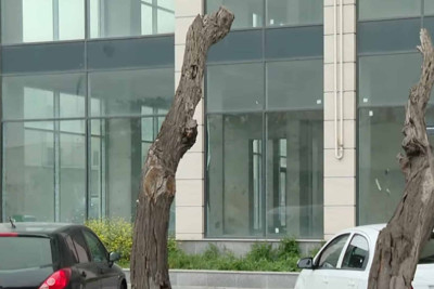 Bakıda parkinq üçün ağaclar qurudulur