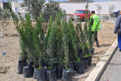 Türkan qəsəbəsində ağacəkmə aksiya keçirilib