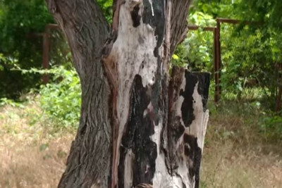Qaraçuxurdakı parkda irigövdəli ağaclar məhv olunur - VİDEO