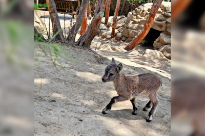 Bakı zooparkında Dağıstan turunun balası dünyaya gəlib