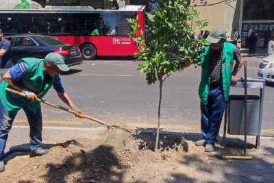 Bakıda təhlükə saçan ağacın əvəzinə yenisi əkilib