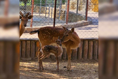 Bakı zooparkında daha bir bala dünyaya gəlib