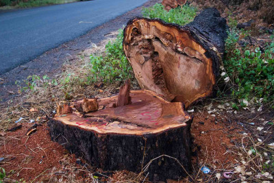 Paytaxt ərazisində ağackəsmə faktları aşkar edilib