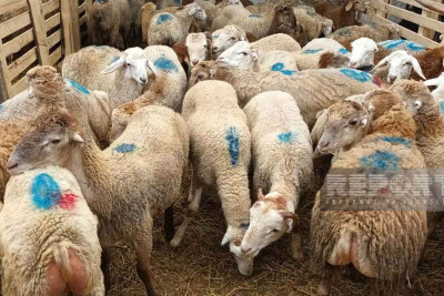 Bakı sakinləri qurban kəsirlər