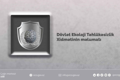 Tikinti şirkəti Moskva prospektində ağac kəsib