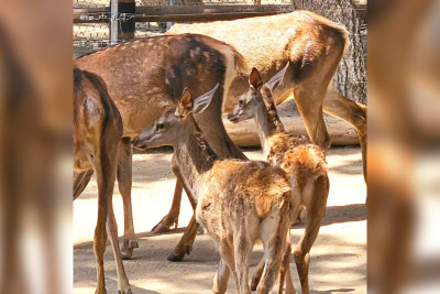 Bakı zooparkında daha iki maral dünyaya gəlib
