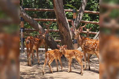 Bakı zooparkında dünyaya üç yeni bala gəlib