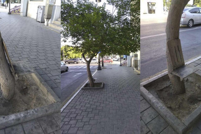 Puşkin küçəsində ağaca ziyan vurulub