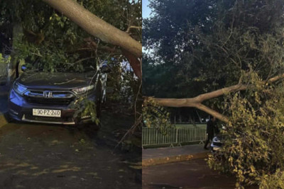 Nərimanov rayonunda ağac aşıb